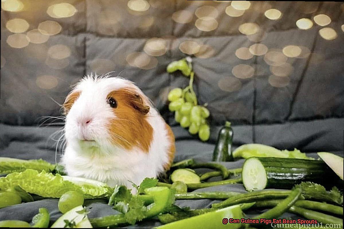 Can Guinea Pigs Eat Bean Sprouts Rock Your Pets