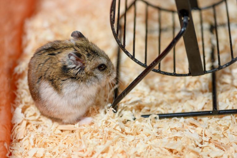 Why Does My Hamster Smell Like Pee? [Detailed Answers] Rock Your Pets