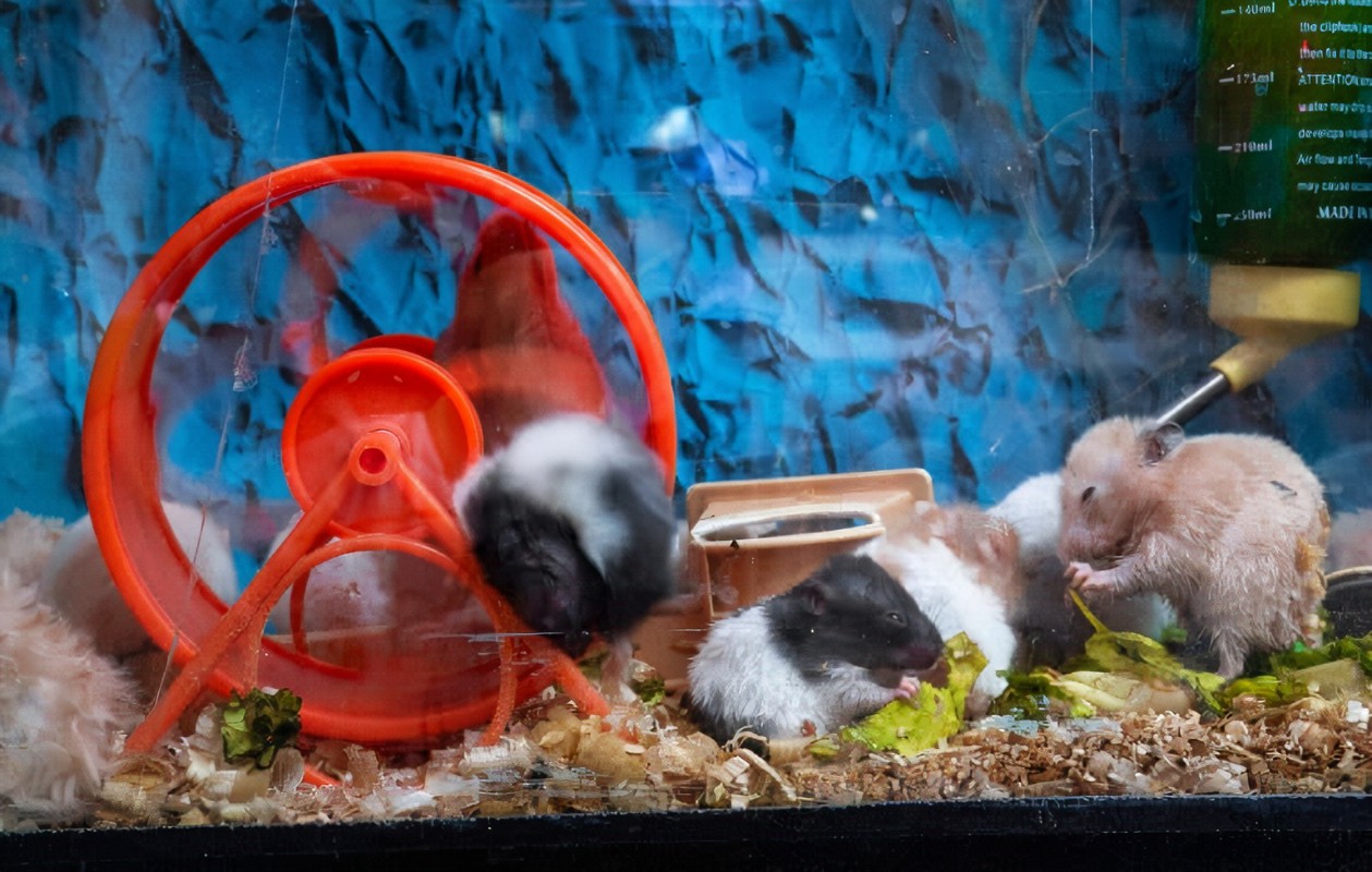 Can You Keep a Hamster in a Fish Tank? Rock Your Pets