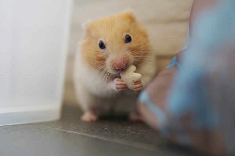 What Hamster Lives The Longest? - Rock Your Pets