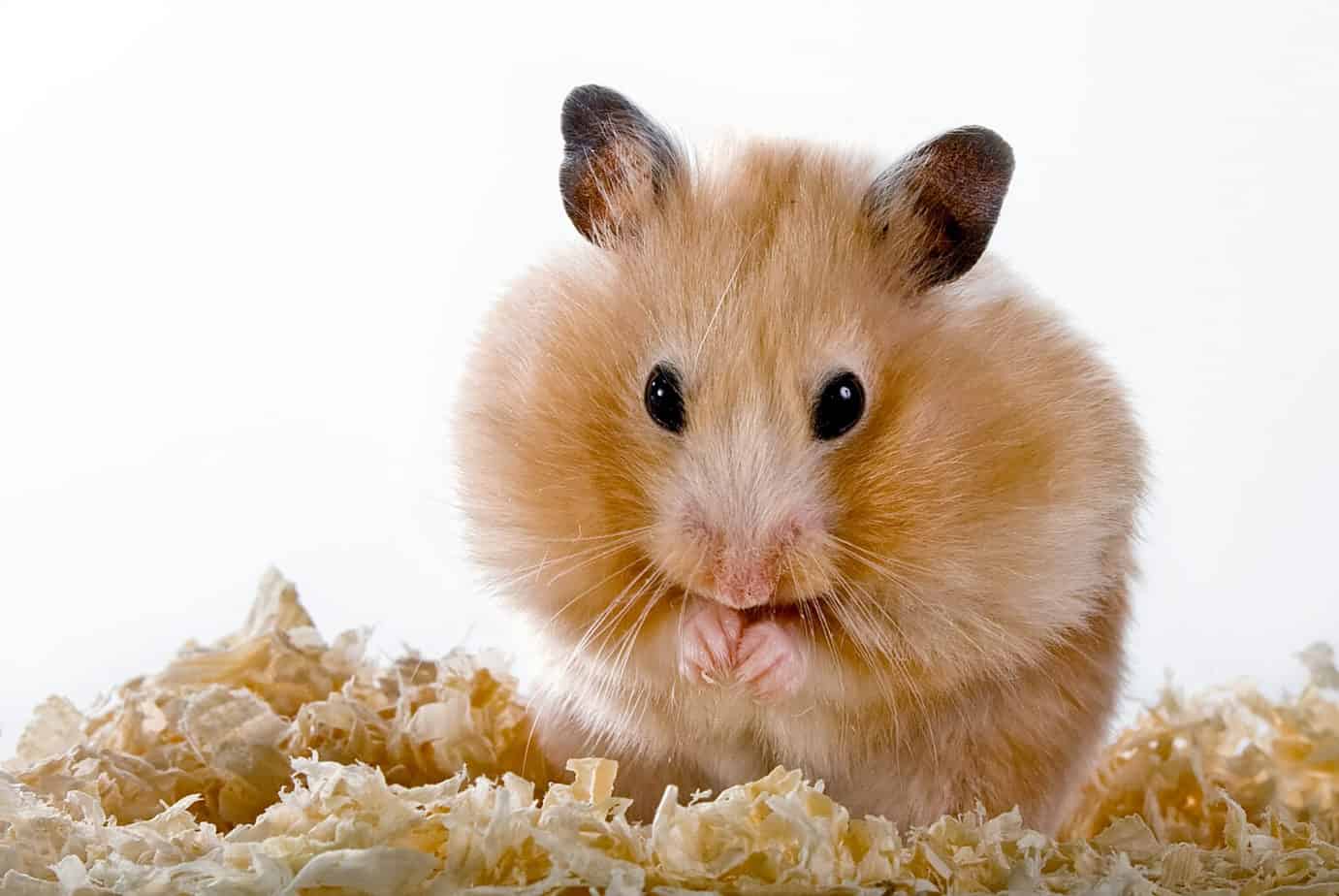 Why Do Hamsters Die So Easily? Rock Your Pets