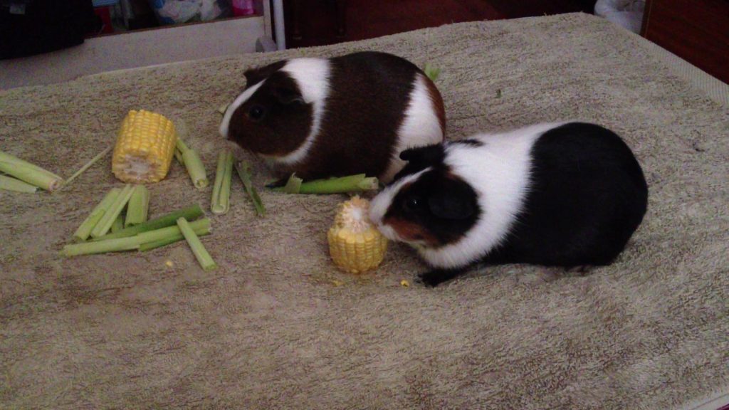 Can Guinea Pigs Eat Chocolate Rock Your Pets