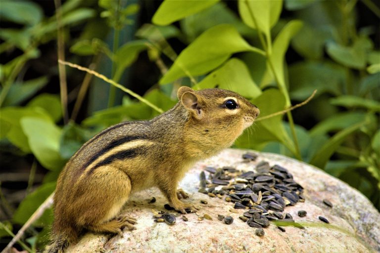 Can Chipmunks Eat Carrots? - Rock Your Pets