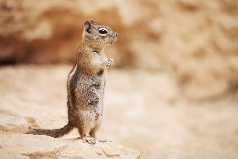 Can Chipmunks Eat Peanut Butter? - Rock Your Pets