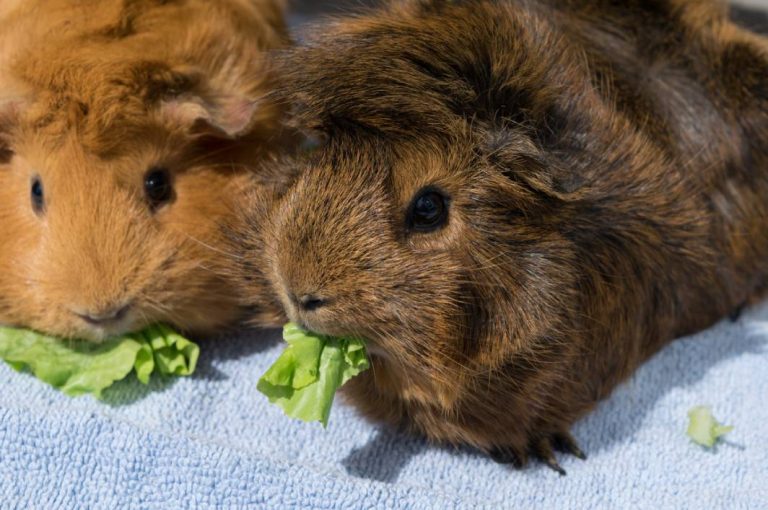 can-guinea-pigs-eat-lettuce-rock-your-pets