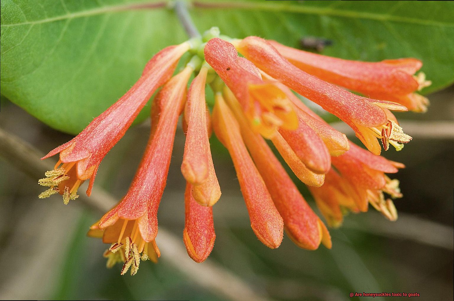 are-honeysuckles-toxic-to-goats-rock-your-pets