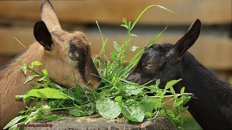 what-can-goats-not-eat-rock-your-pets