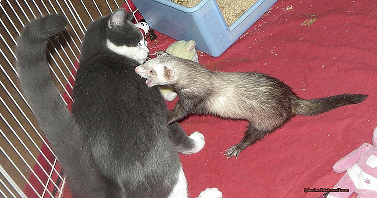 Are Cats Safe Around Ferrets-2