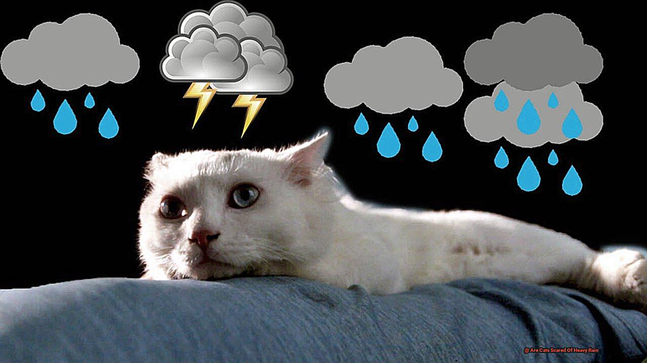 Are Cats Scared Of Heavy Rain-2