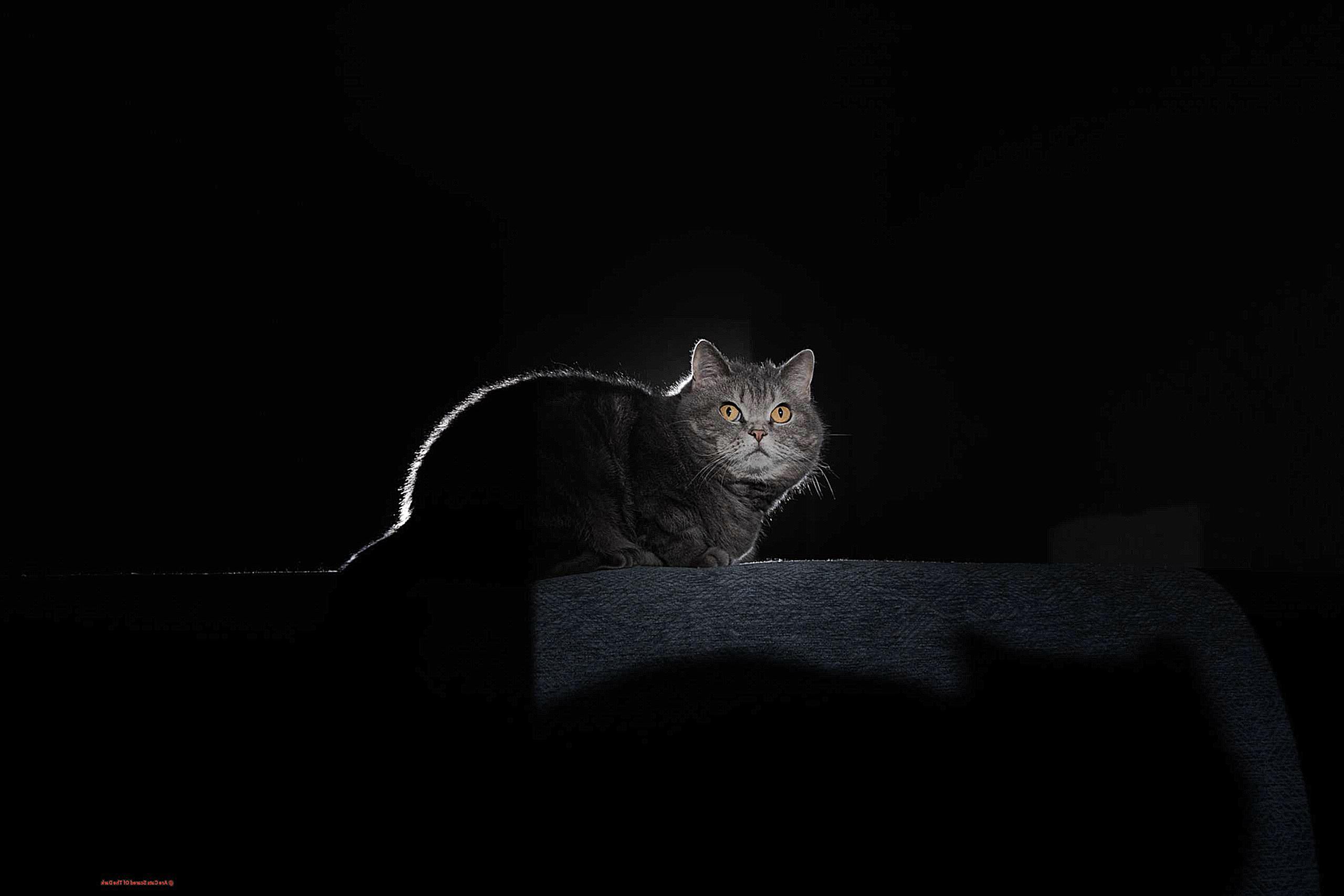 Are Cats Scared Of The Dark-2