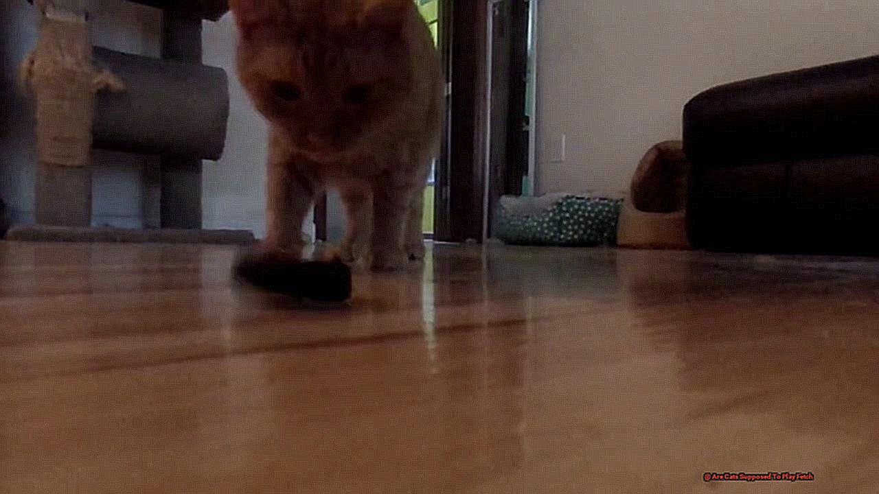 Are Cats Supposed To Play Fetch-2