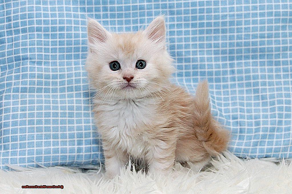 Are Cream Maine Coons Rare-2