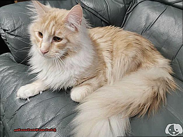 Are Cream Maine Coons Rare-3