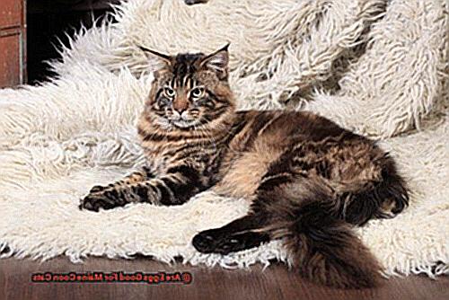 Are Eggs Good For Maine Coon Cats-2